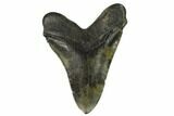 Large, Fossil Megalodon Tooth - South Carolina #120461-2